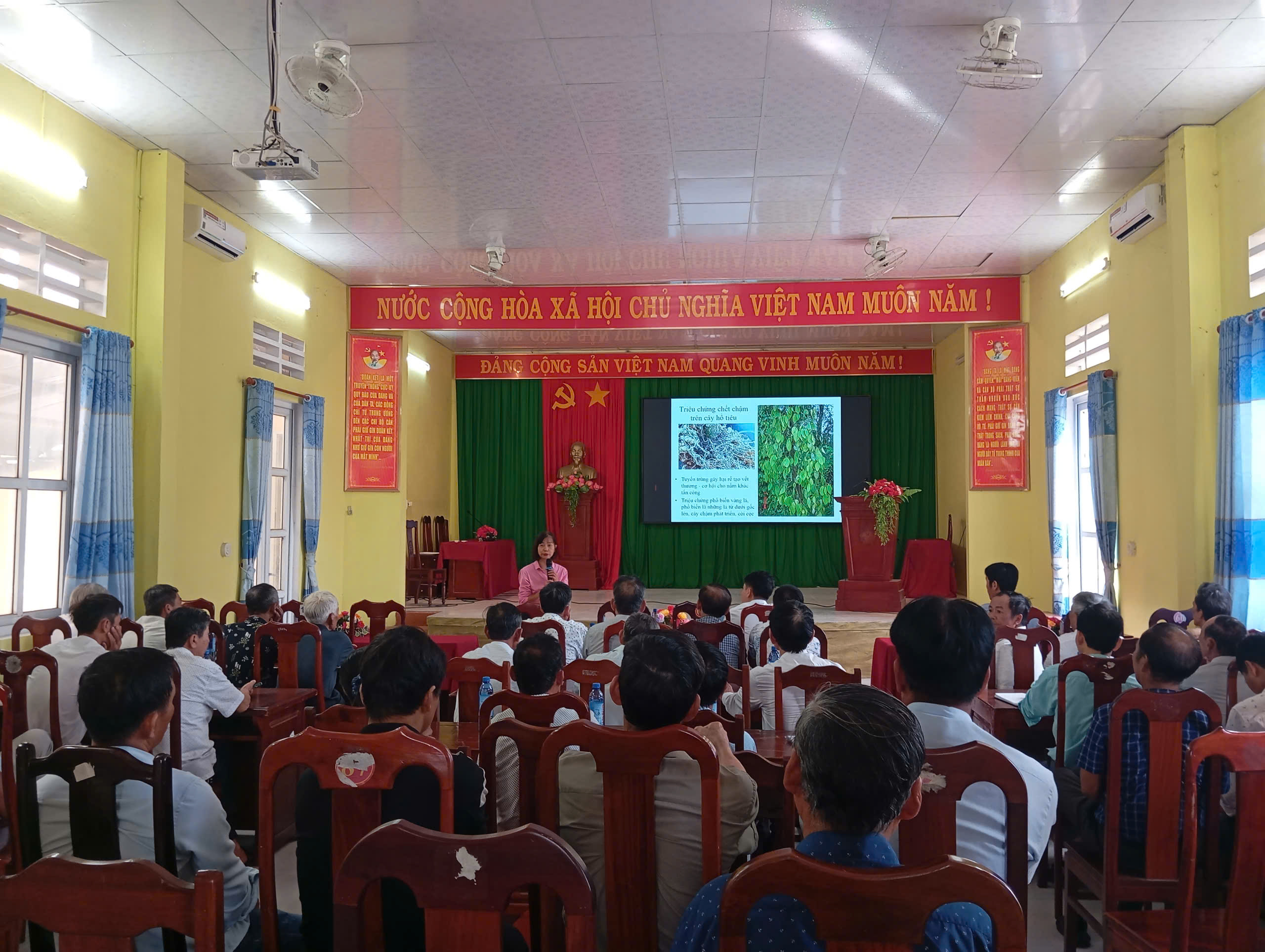 Tổ chức tập huấn ứng dụng chế phẩm vi sinh Trichoderma xử lý rơm, rạ thành phân bón hữu cơ tại phường Phong Phú
